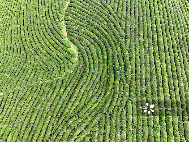 贵州省遵义市湄潭县永兴镇万亩茶海风光图片素材