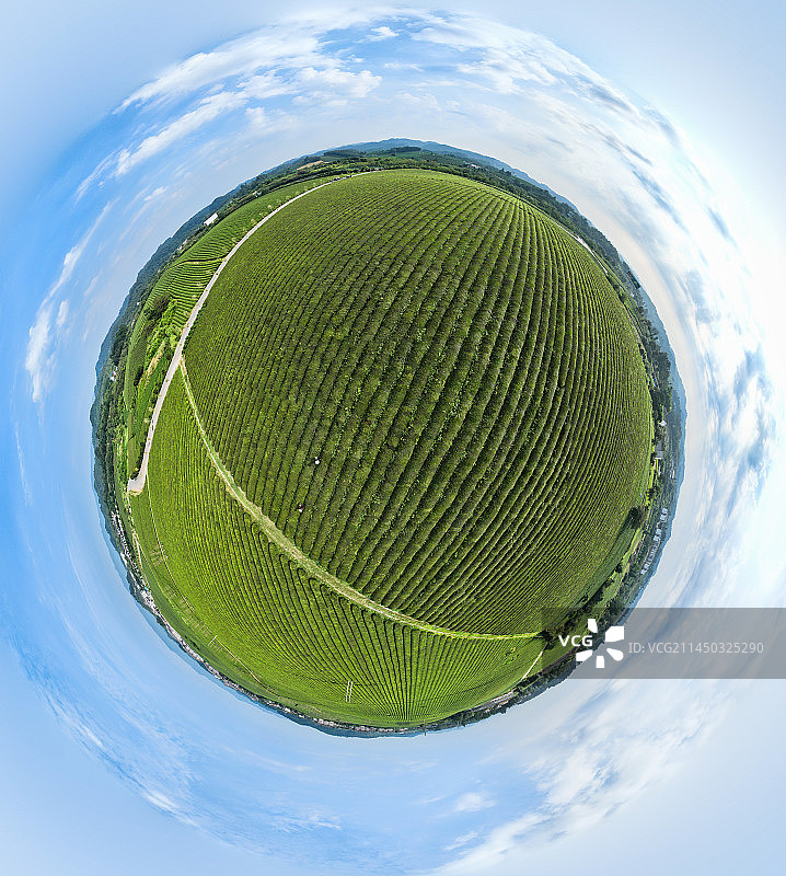 贵州省遵义市湄潭县永兴镇万亩茶海风光图片素材