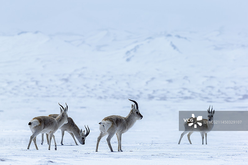 拉粑粑的藏原羚图片素材