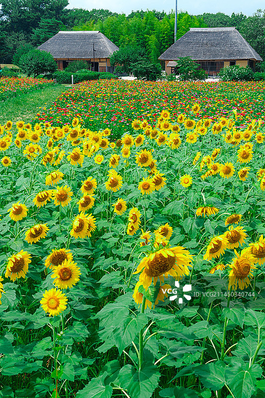 向日葵花田-茨城県ひたち海浜公園图片素材