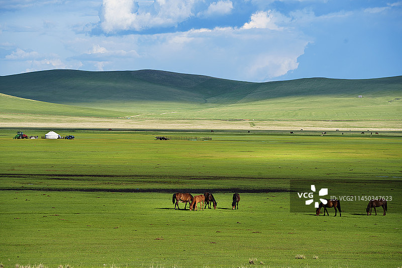 夏季呼伦贝尔草原美景图片素材