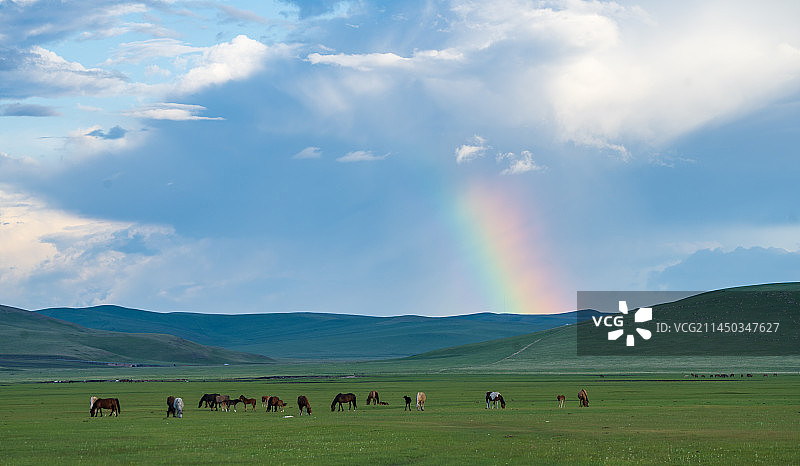 夏季呼伦贝尔草原美景图片素材