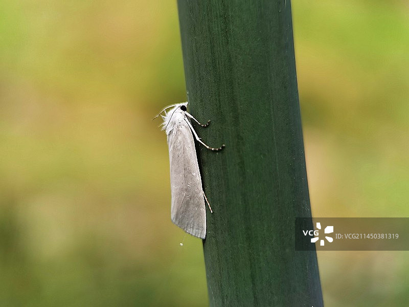 优雅的小飞蛾（也叫灯蛾）图片素材