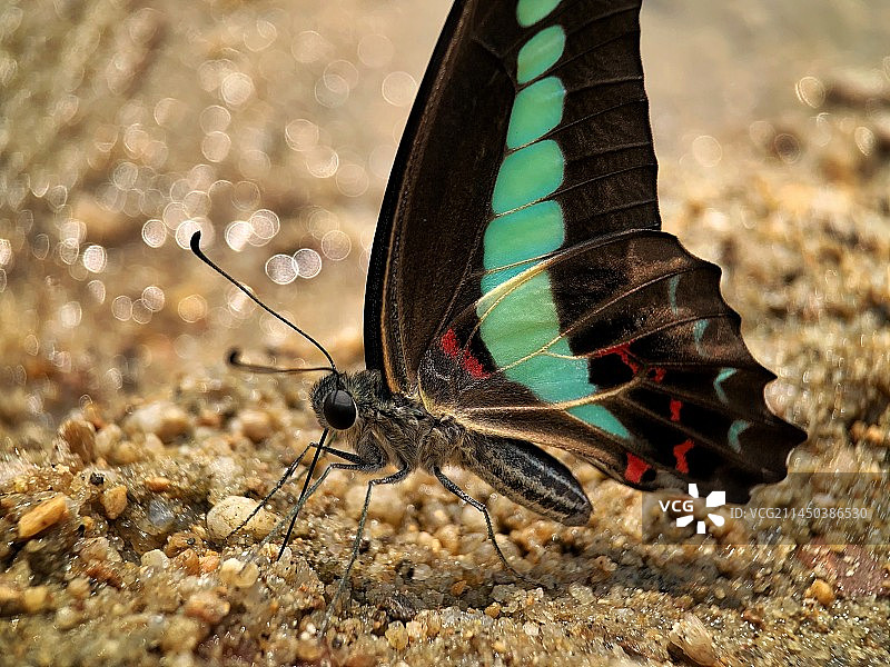 沙滩上的樟青凤蝶图片素材
