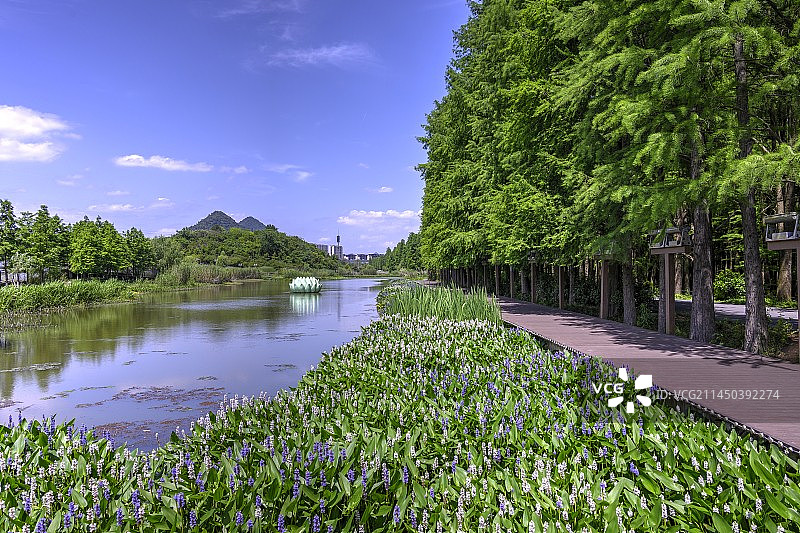 浙江杭州临安青山湖水上森林图片素材