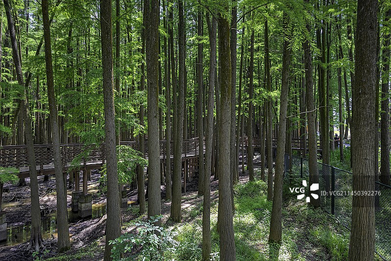 浙江杭州临安青山湖水杉树图片素材