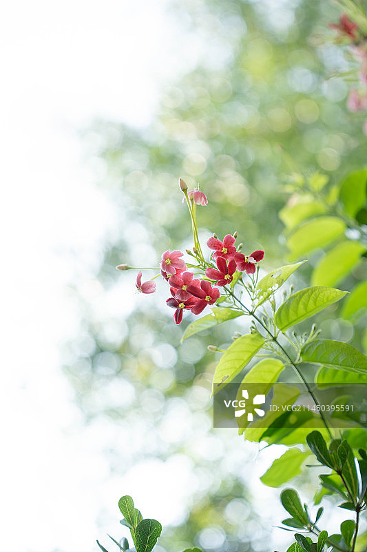 使君子图片素材