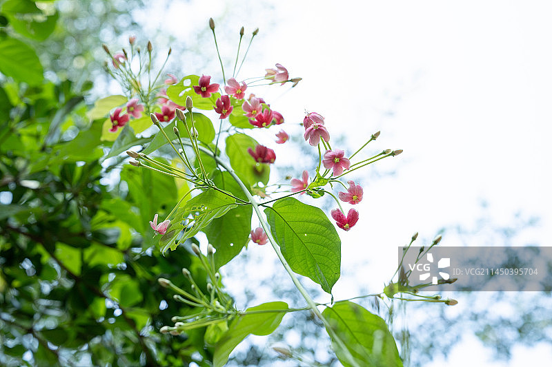 使君子图片素材