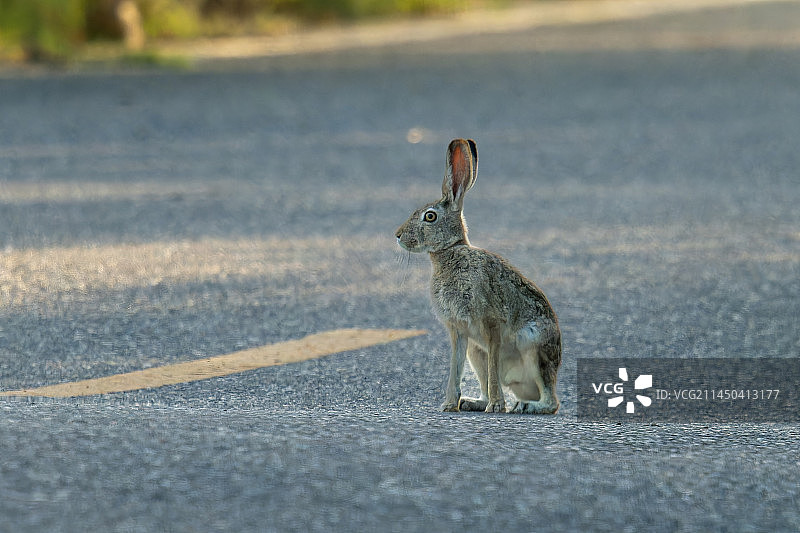 野兔摄影图图片素材