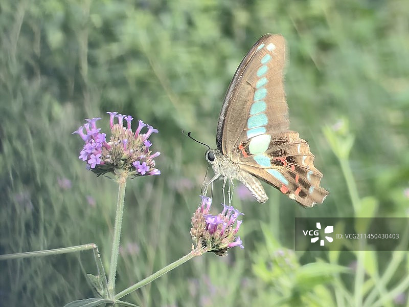 木兰青凤蝶（原图）图片素材