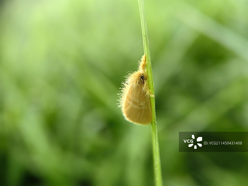 茸毒蛾（原图）图片素材