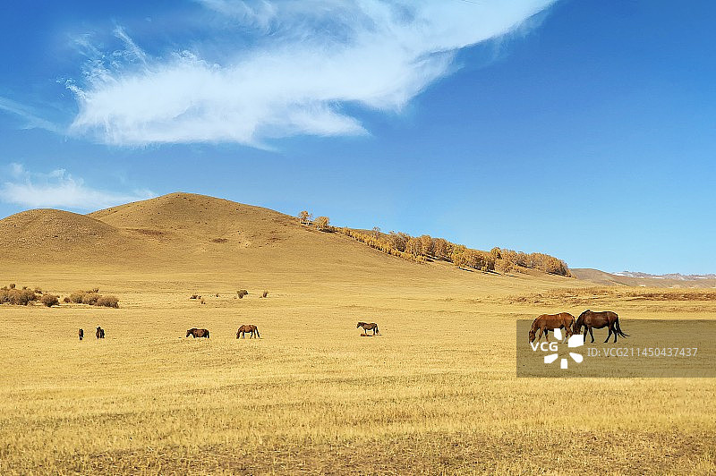 秋季草原上的马图片素材