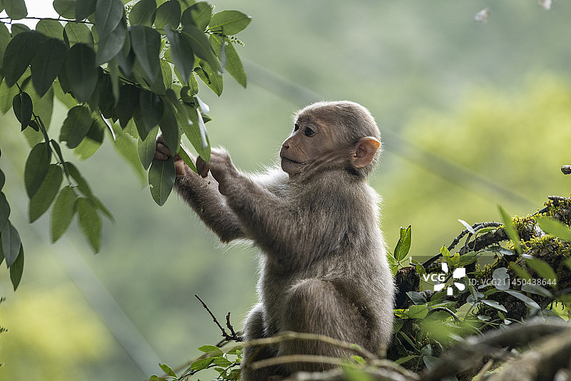 武夷山国家公园图片素材