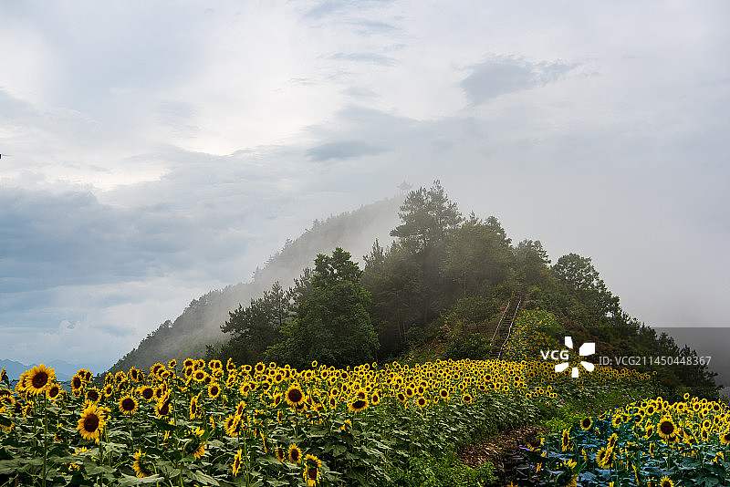 石潭向日葵图片素材