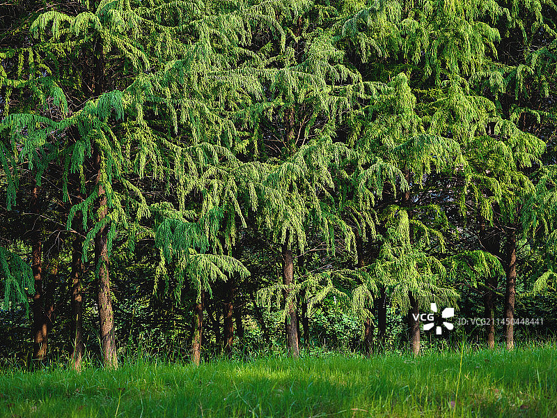绿色大树图片素材
