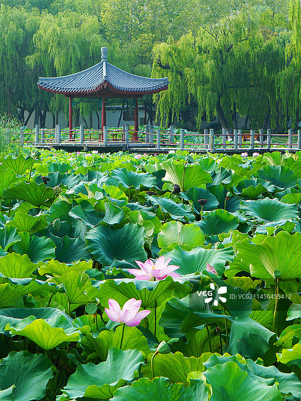 潍坊自怡园 荷花丛中亭玉立图片素材