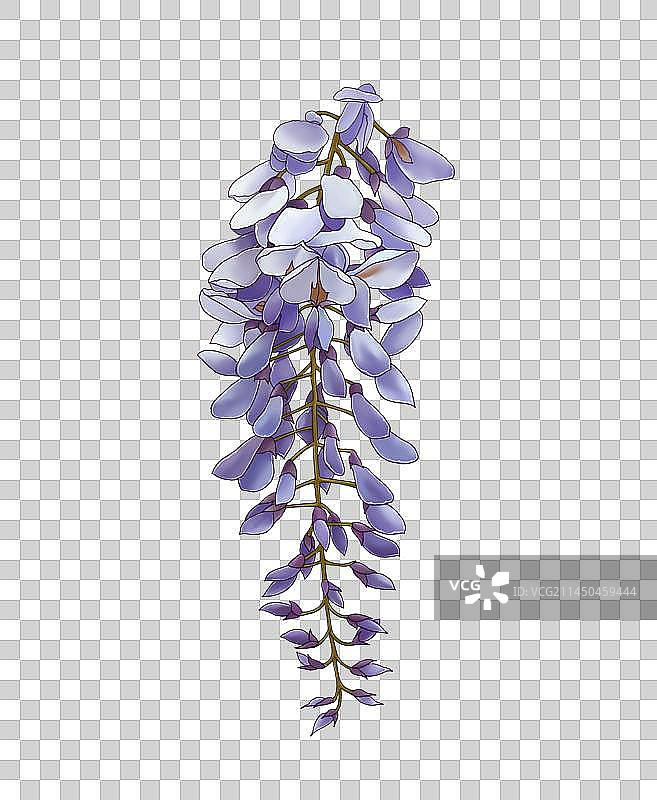 紫藤花1图片素材