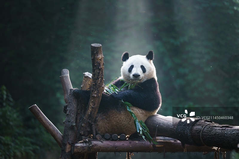 成都熊猫基地大熊猫图片素材