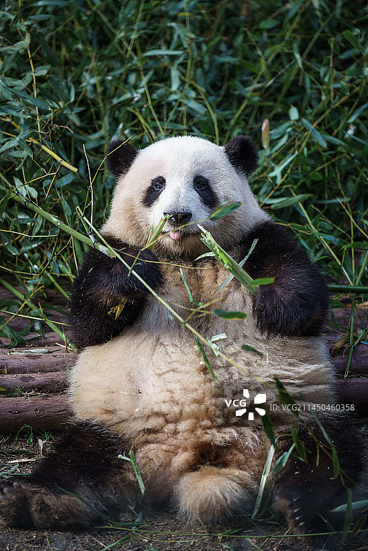 成都熊猫基地大熊猫图片素材