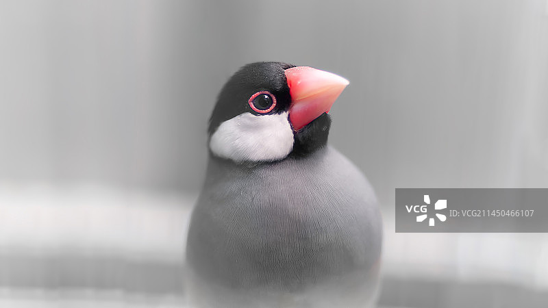 《禾雀》图片素材