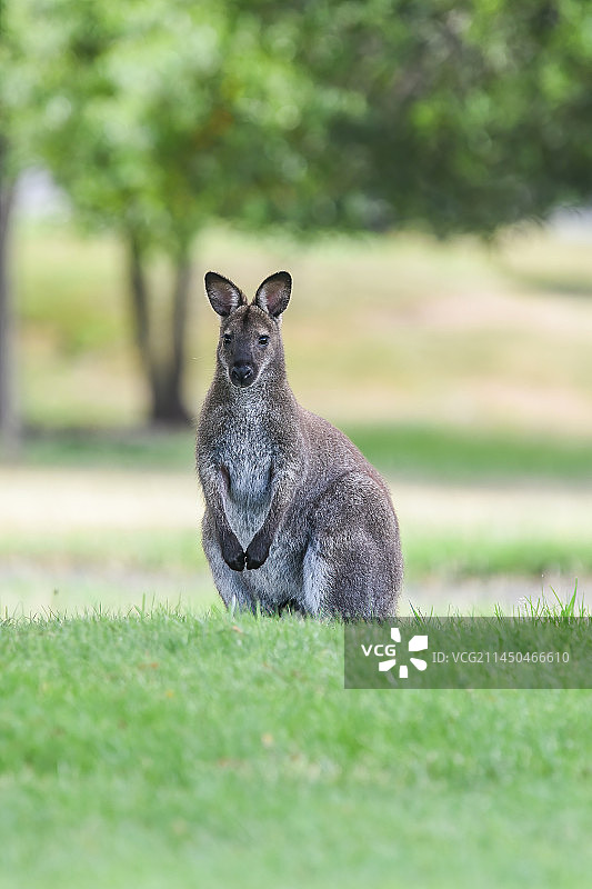 袋鼠图片素材