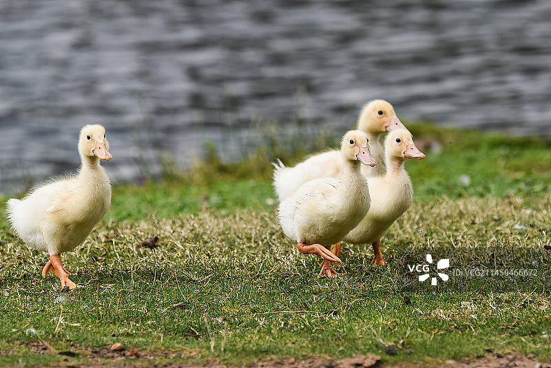 鸭仔图片素材