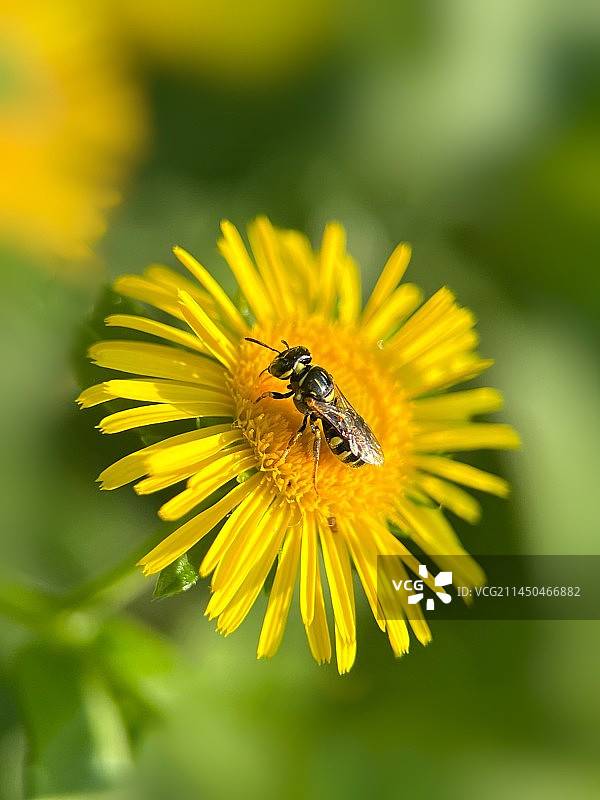 切叶蜂图片素材