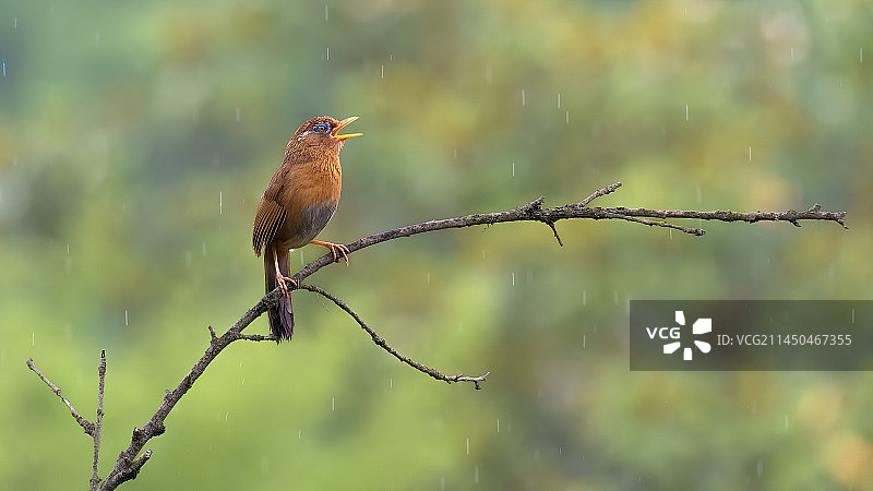 《雨中画眉鸟》图片素材