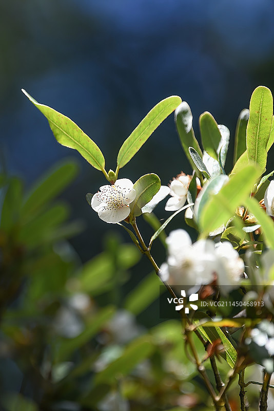 革木花图片素材