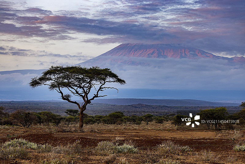 晨曦中的乞力马扎罗峰图片素材