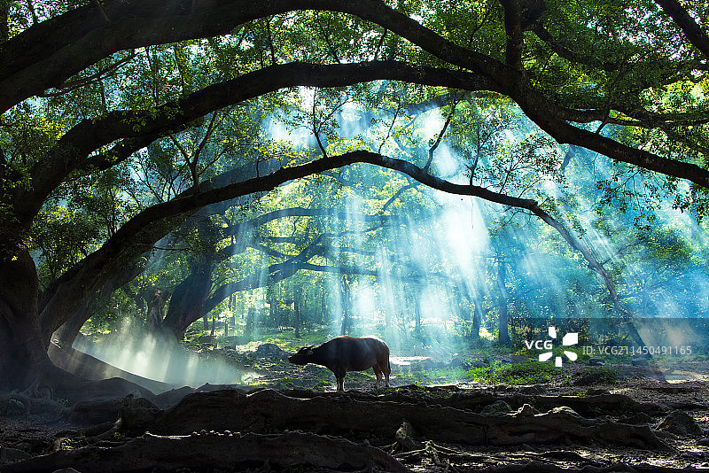 福建宁德霞浦杨家溪清晨 - 自然乡村图片素材