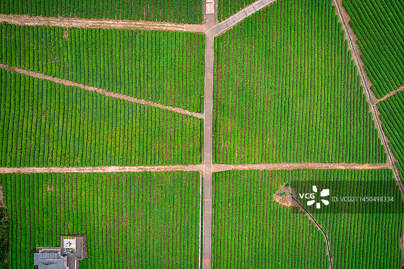 蓝天白云下，航拍宜兴龙池山自行车公园的翠绿色整齐的茶园，自行车道贯穿其中，休闲度假景象图片素材
