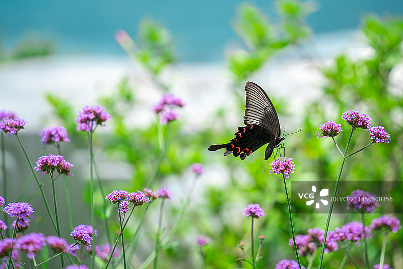 花丛中的蝴蝶特写图片素材