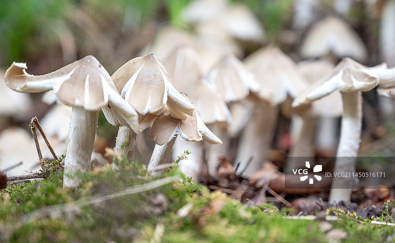 生长在乡村的野生菌，鸡枞菌图片素材