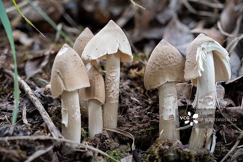 生长在乡村的野生菌，鸡枞菌图片素材
