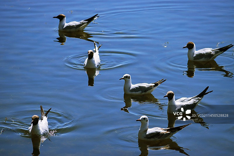 巴音布鲁克草原天鹅湖景区的红嘴鸥图片素材