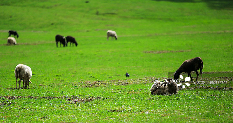 云杉坪的羊群图片素材