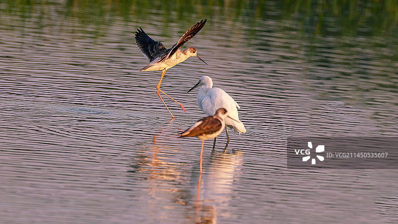 黑翅长脚鹬图片素材