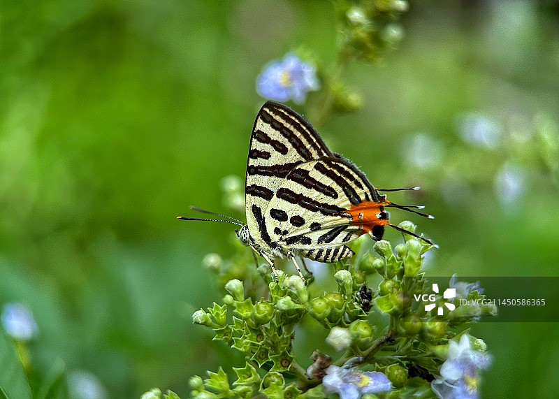 银线灰蝶图片素材