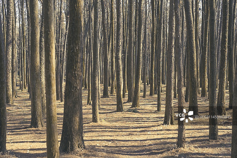 冬季树林图片素材