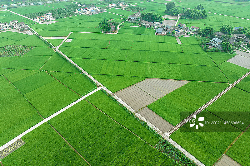 天府粮仓稻田图片素材