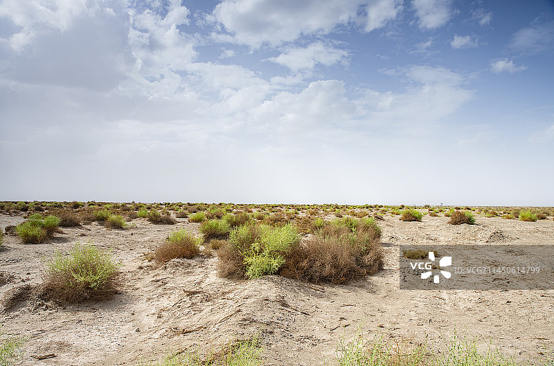 荒漠中的绿色植物图片素材