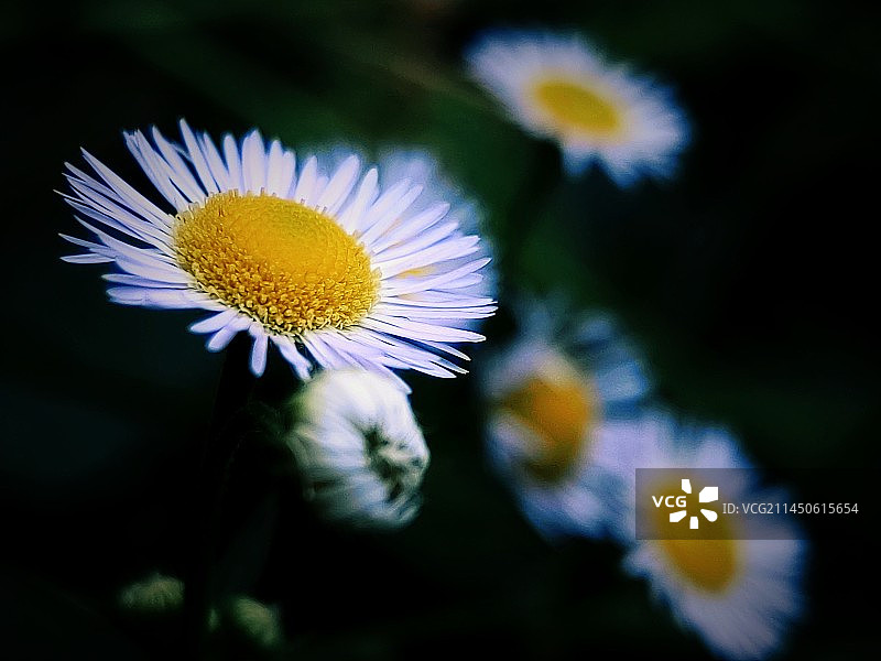 山野雏菊图片素材