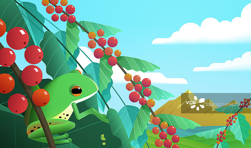 可爱树蛙在咖啡树上休息 秀丽晴天山景图片素材