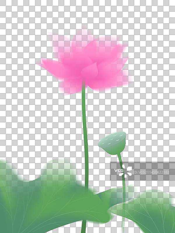 荷花荷叶莲蓬弥散风格分层手绘插画图片素材