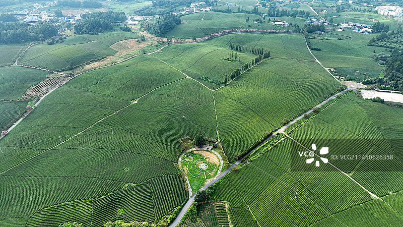 贵州省遵义市湄潭县永兴镇万亩茶海景区风光图片素材