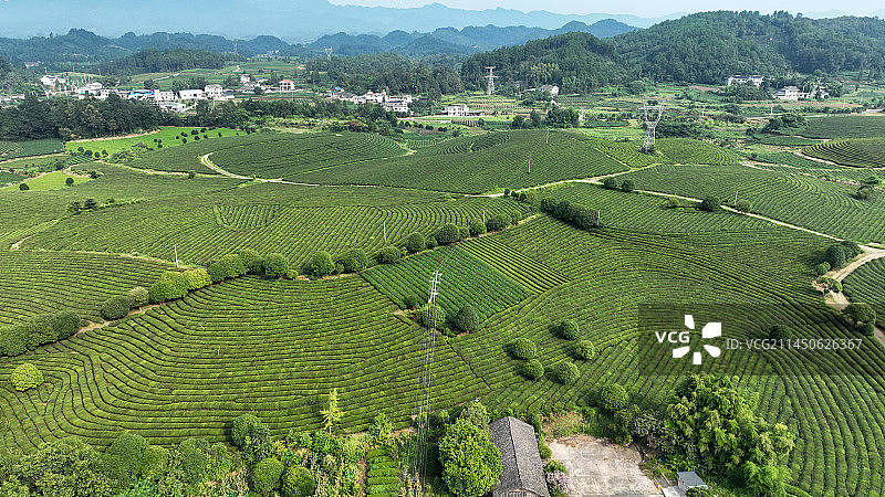 贵州省遵义市湄潭县永兴镇万亩茶海景区风光图片素材