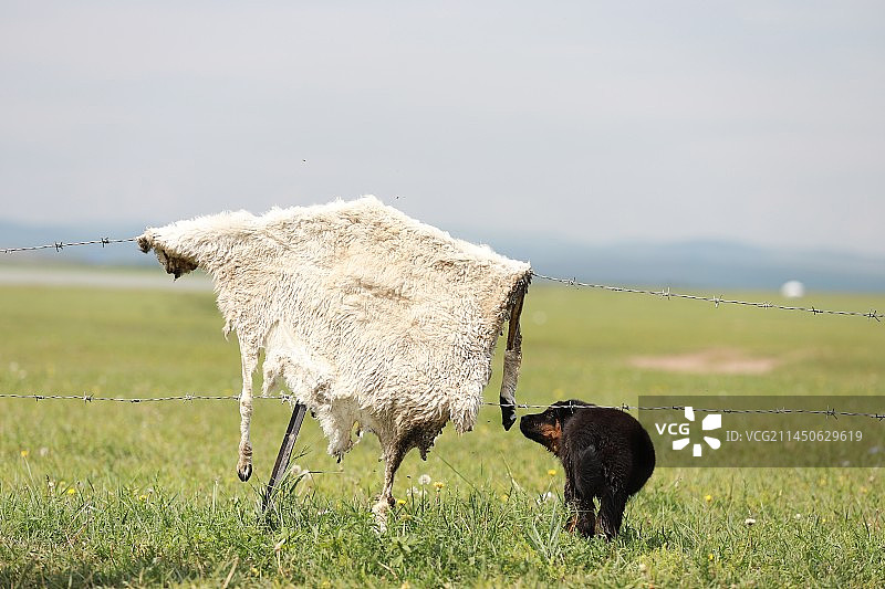 草原上闻羊皮的狗图片素材