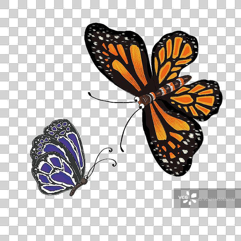 蝴蝶插画图片素材