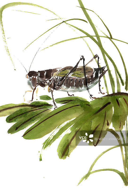 绿叶上的蝈蝈图片素材